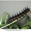 argynnis alexandra iran larva l5